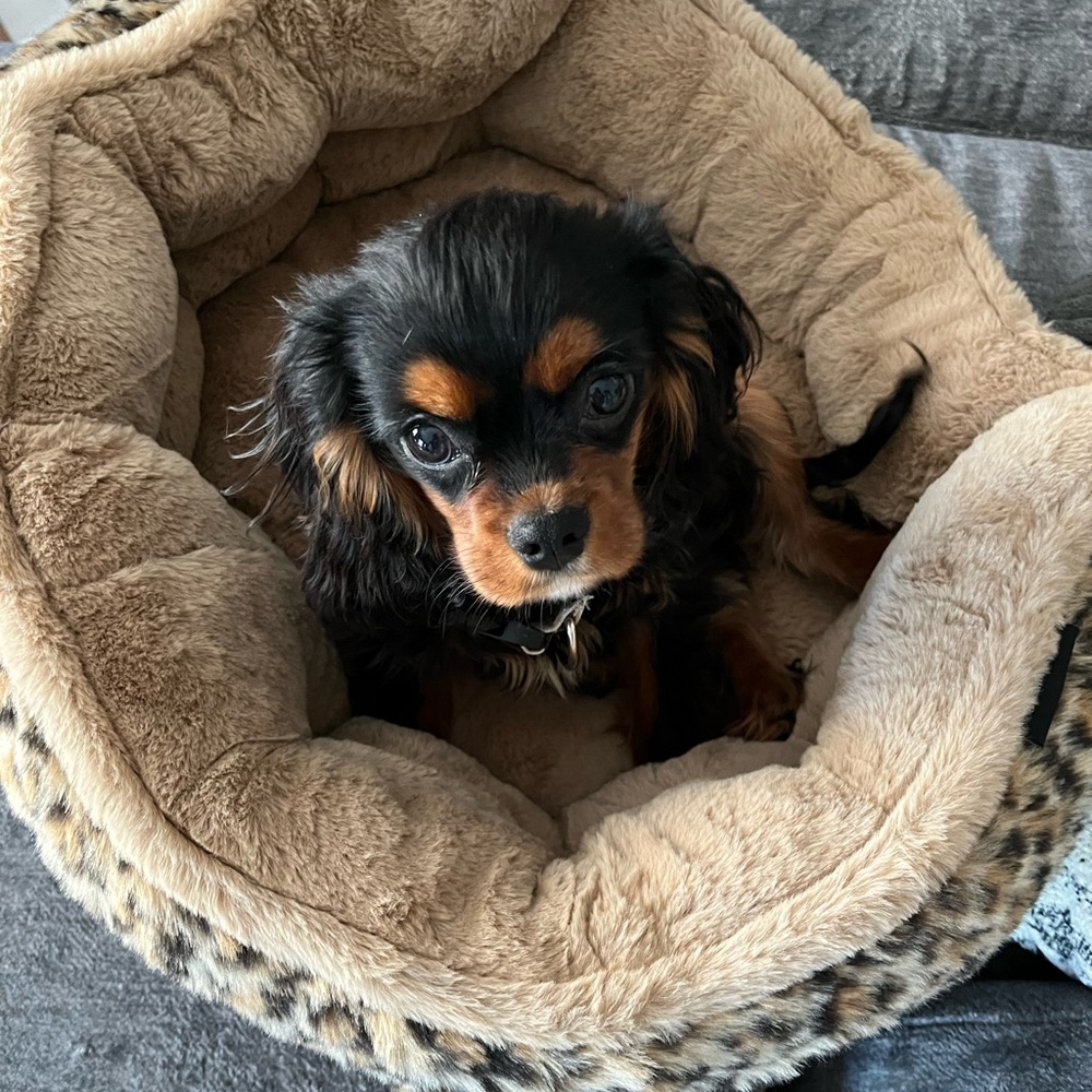 Meet your Posher, Rebecca